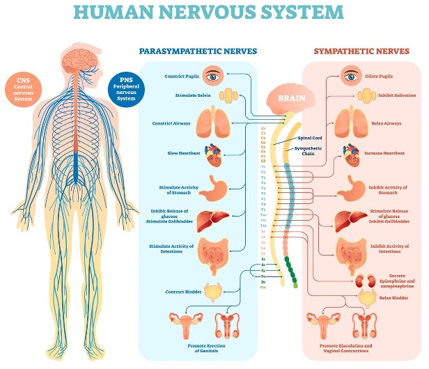 Meditation For Balancing The Nervous System 