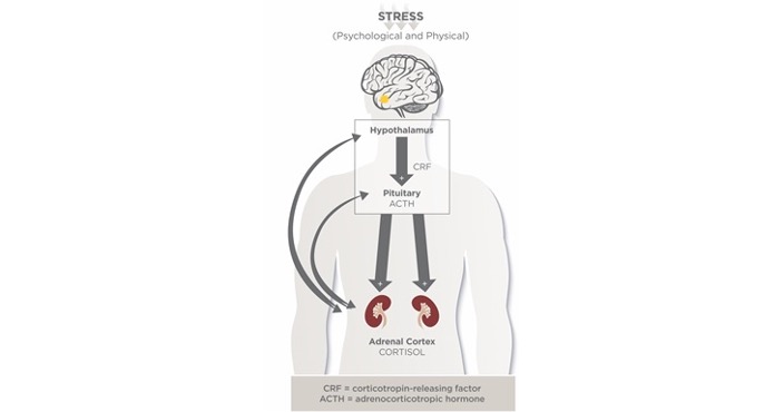 Nervous System Rebalance 4